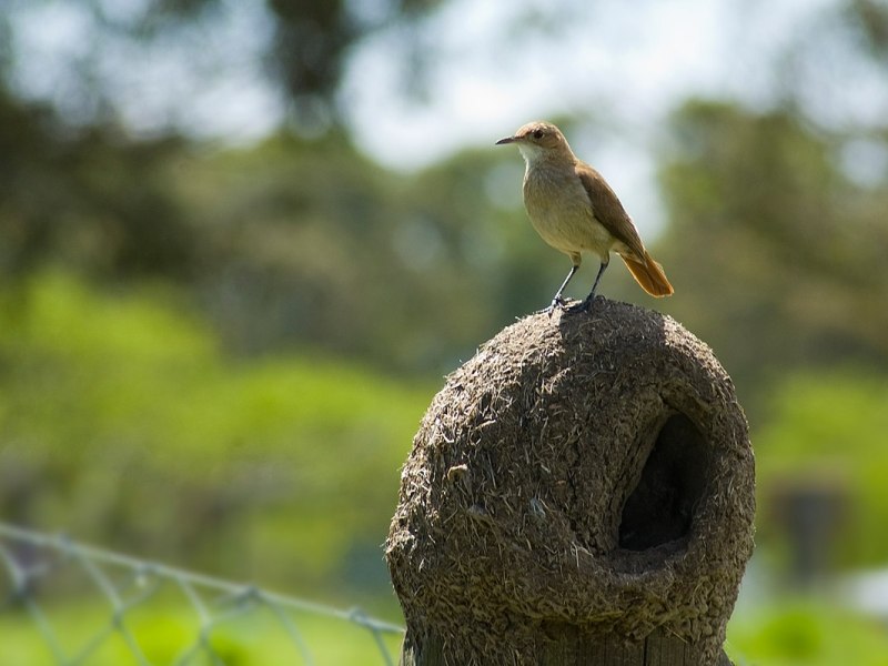 La vaca, la rata y el&nbsp;hornero